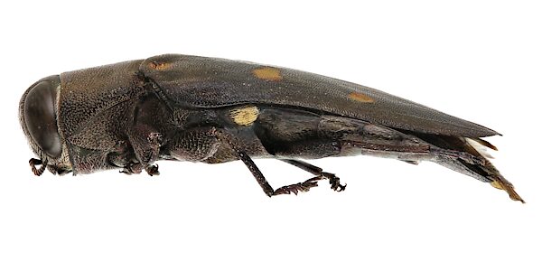 Chrysobothris perroni, PL6080, female, trapped specimen, EP, 13.2 × 5.1 mm